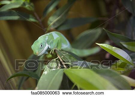 Stock Image - Fiji Banded Iguana (Brachylophus fasciatus). Fotosearch