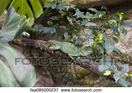 Green basilisk (Basiliscus plumifrons) View Large Photo Image Stock Photo - Green basilisk (Basiliscus plumifrons). Fotosearch