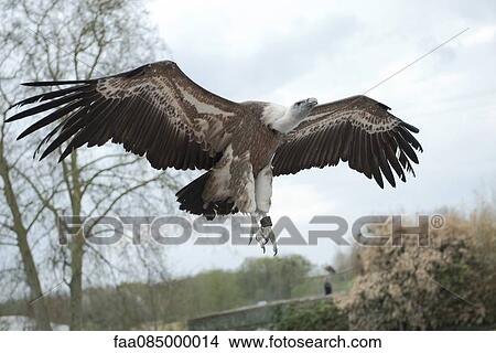 Griffon vulture (Gyps fulvus) View Large Photo Image Picture - Griffon vulture (Gyps fulvus). Fotosearch