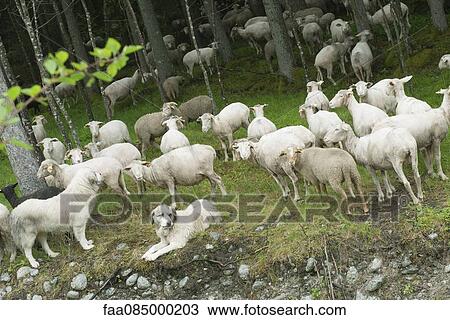 Stock Image - Herd of goats grazing in woods, herding dog in foreground. Fotosearch