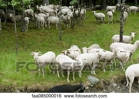 Herd of goats in grass View Large Photo Image Stock Photograph - Herd of goats in grass. Fotosearch