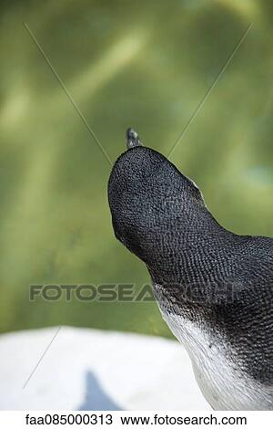 Humboldt penguin (Spheniscus humboldti) View Large Photo Image Stock Image - Humboldt penguin (Spheniscus humboldti). Fotosearch