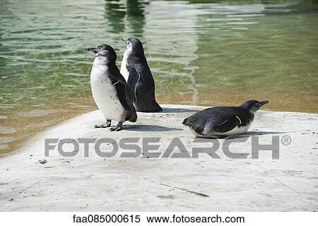 Humboldt penguins (Spheniscus humboldti) View Large Photo Image Stock Photography - Humboldt penguins (Spheniscus humboldti). Fotosearch
