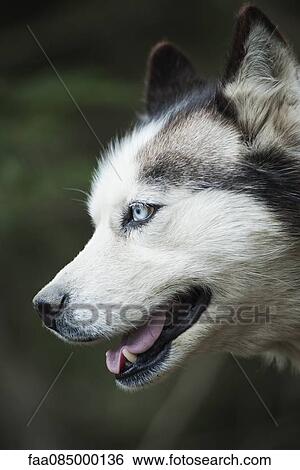 Husky, profile View Large Photo Image Stock Photograph - Husky, profile. Fotosearch