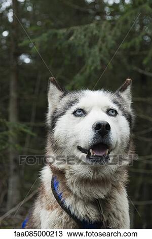 Husky View Large Photo Image Stock Image - Husky. Fotosearch