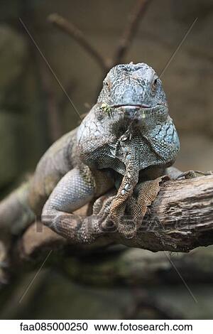 Iguana View Large Photo Image Stock Image - Iguana. Fotosearch
