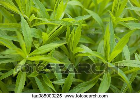 Lush plant foliage, full frame View Large Photo Image Stock Photography - Lush plant foliage, full frame. Fotosearch
