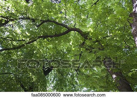Lush tree foliage, full frame View Large Photo Image Stock Image - Lush tree foliage, full frame. Fotosearch