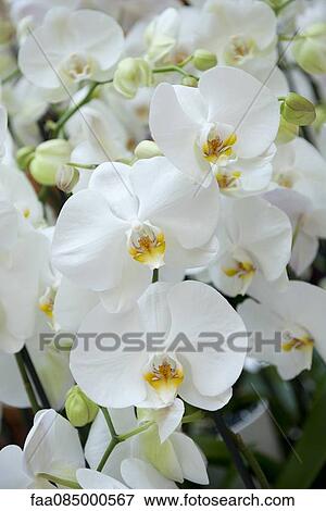 Orchid flowers View Large Photo Image Stock Photo - Orchid flowers. Fotosearch