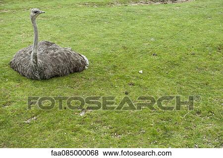 Ostrich sitting on grass View Large Photo Image Stock Photo - Ostrich sitting on grass. Fotosearch