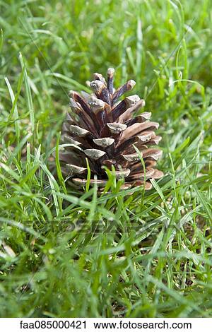 Pine cone in grass View Large Photo Image Stock Image - Pine cone in grass. Fotosearch