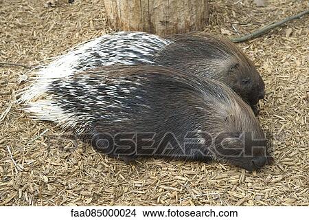 Porcupines resting side by side View Large Photo Image Picture - Porcupines resting side by side. Fotosearch