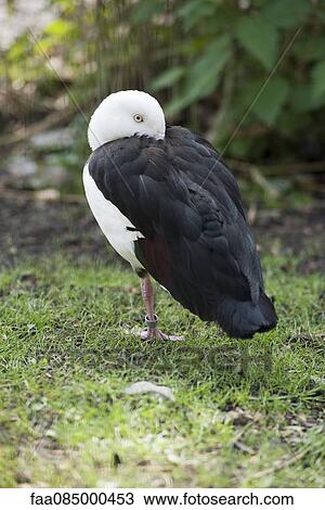 Radjah Shelduck (Tadorna radjah) standing on one leg View Large Photo Image Stock Image - Radjah Shelduck (Tadorna radjah) standing on one leg. Fotosearch