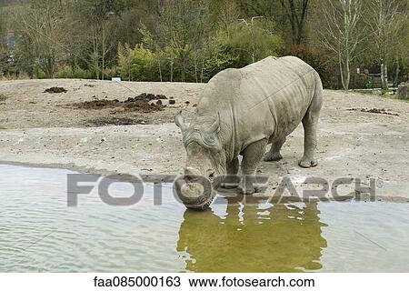Stock Image - Rhinoceros drinking water in zoo enclosure. Fotosearch