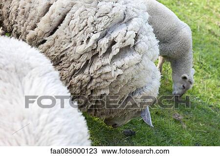 Stock Image - Sheep grazing in pasture. Fotosearch