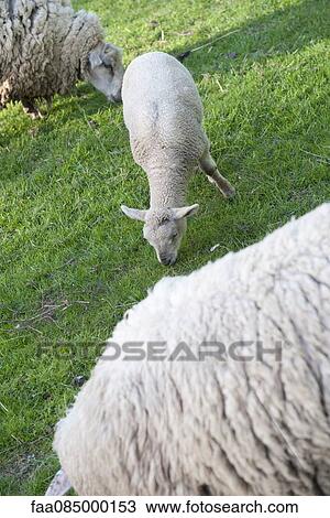 Sheep grazing in pasture View Large Photo Image Stock Image - Sheep grazing in pasture. Fotosearch