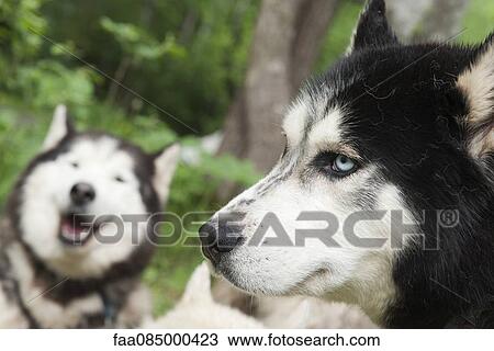 Siberian huskies View Large Photo Image Stock Image - Siberian huskies. Fotosearch