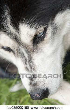 Stock Image - Siberian husky, cropped. Fotosearch