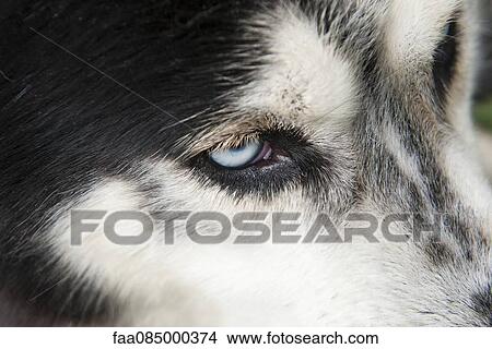 Siberian husky, extreme close-up View Large Photo Image Picture - Siberian husky, extreme close-up. Fotosearch