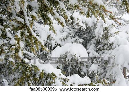 Stock Photography - Snow-covered branches. Fotosearch