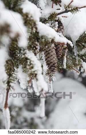Stock Image - Snow-covered pine branches. Fotosearch