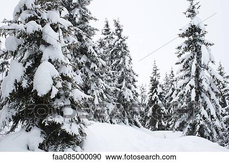 Snow-covered pine trees View Large Photo Image Stock Image - Snow-covered pine trees. Fotosearch