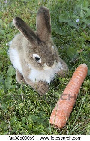 Stuffed rabbit sitting on grass with carrot View Large Photo Image Stock Image - Stuffed rabbit sitting on grass with carrot. Fotosearch