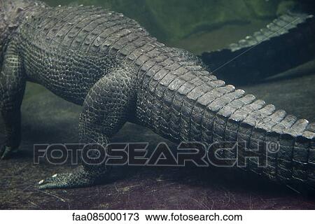 Stock Image - Underwater view of alligator, cropped. Fotosearch