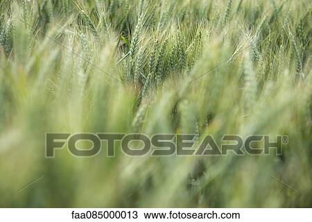 Wheat field, selective focus View Large Photo Image Stock Image - Wheat field, selective focus. Fotosearch