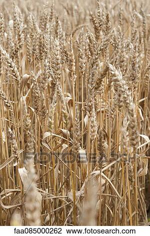 Wheat field View Large Photo Image Stock Image - Wheat field. Fotosearch