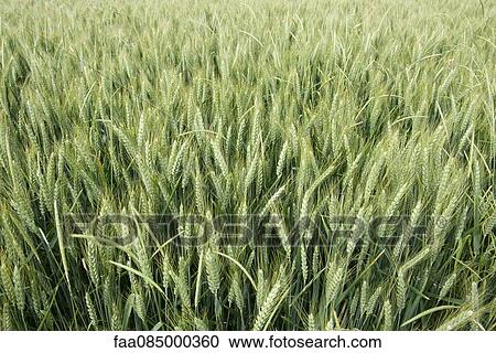 Wheat field View Large Photo Image Stock Image - Wheat field. Fotosearch