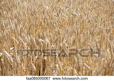 Wheat field View Large Photo Image Stock Photo - Wheat field. Fotosearch