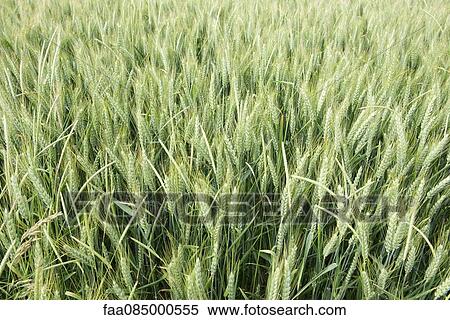Wheat field View Large Photo Image Stock Photography - Wheat field. Fotosearch