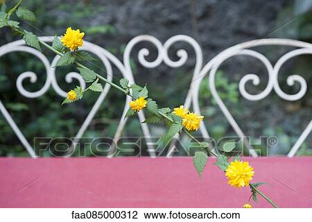 Yellow flowering vine View Large Photo Image Stock Image - Yellow flowering vine. Fotosearch