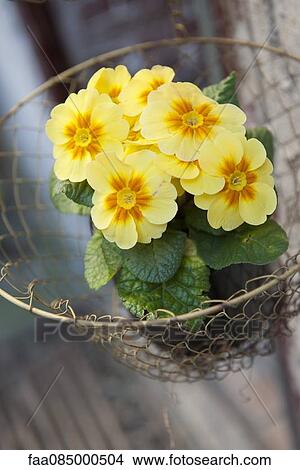 Picture - Yellow primrose. Fotosearch