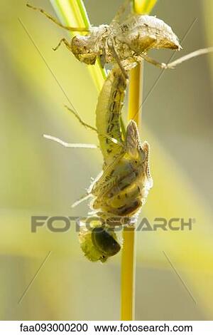 Adult dragonfly emerging from nymph stage View Large Photo Image Stock Image - Adult dragonfly emerging from nymph stage. Fotosearch