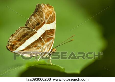 Stock Photograph - Band-celled sister butterfly (Adelpha fessonia). Fotosearch