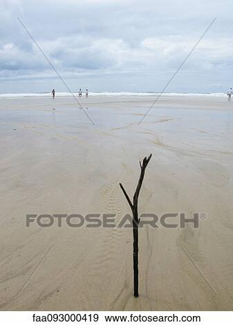Bare branch sticking out of sand at beach, vacationers walking in background View Large Photo Image Stock Photo - Bare branch sticking out of sand at beach, vacationers walking in background. Fotosearch