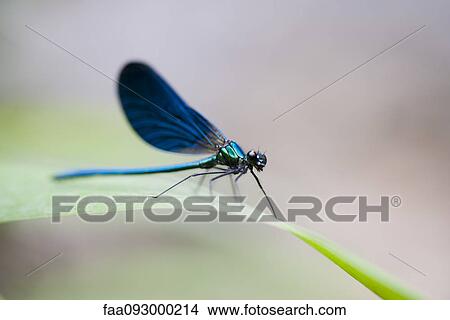 Blue dragonfly resting on blade of grass View Large Photo Image Picture - Blue dragonfly resting on blade of grass. Fotosearch