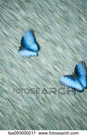 Blue morpho butterflies in flight View Large Photo Image Stock Image - Blue morpho butterflies in flight. Fotosearch