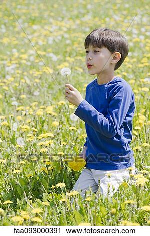 Boy blowing dandelion in field View Large Photo Image Stock Image - Boy blowing dandelion in field. Fotosearch