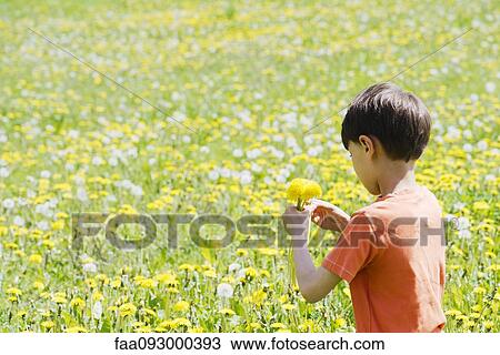 Boy picking dandelions in field View Large Photo Image Stock Image - Boy picking dandelions in field. Fotosearch