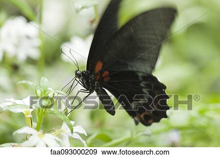 Stock Photo - Butterfly on flower. Fotosearch
