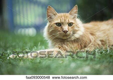 Cat lying in grass View Large Photo Image Stock Photo - Cat lying in grass. Fotosearch