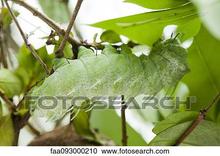 Caterpillar eating leaves View Large Photo Image Stock Image - Caterpillar eating leaves. Fotosearch