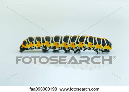 Caterpillar View Large Photo Image Stock Photo - Caterpillar. Fotosearch