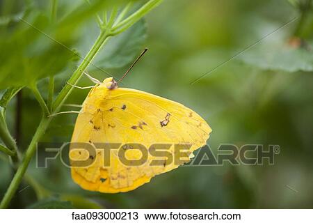 Cloudless Sulphur butterfly (Phoebis sennae) perched on stem View Large Photo Image Stock Image - Cloudless Sulphur butterfly (Phoebis sennae) perched on stem. Fotosearch