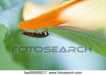 Cockroach crawling on flower View Large Photo Image Stock Photo - Cockroach crawling on flower. Fotosearch