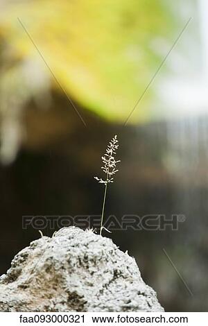Delicate plant growing on rock View Large Photo Image Stock Image - Delicate plant growing on rock. Fotosearch