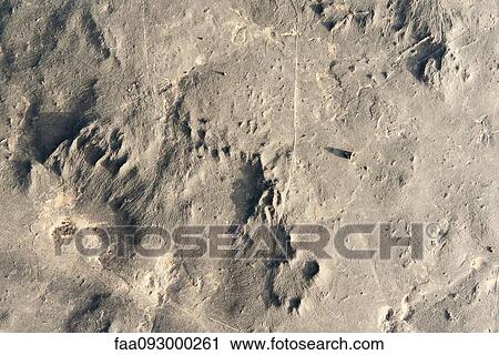 Desert ground, close-up View Large Photo Image Stock Image - Desert ground, close-up. Fotosearch